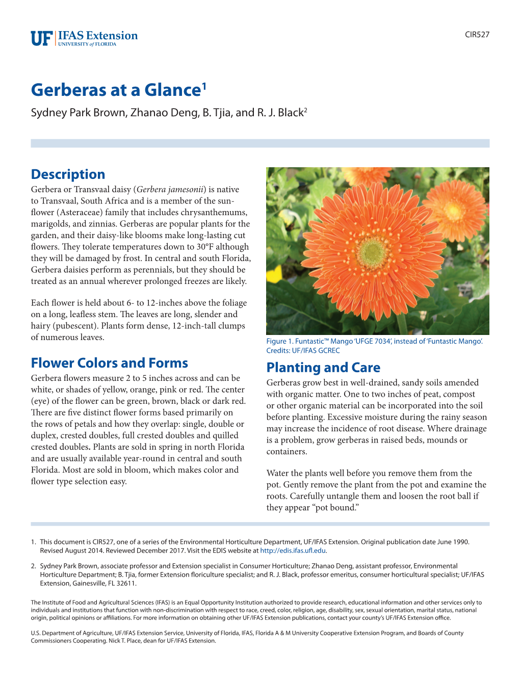 Gerberas at a Glance1