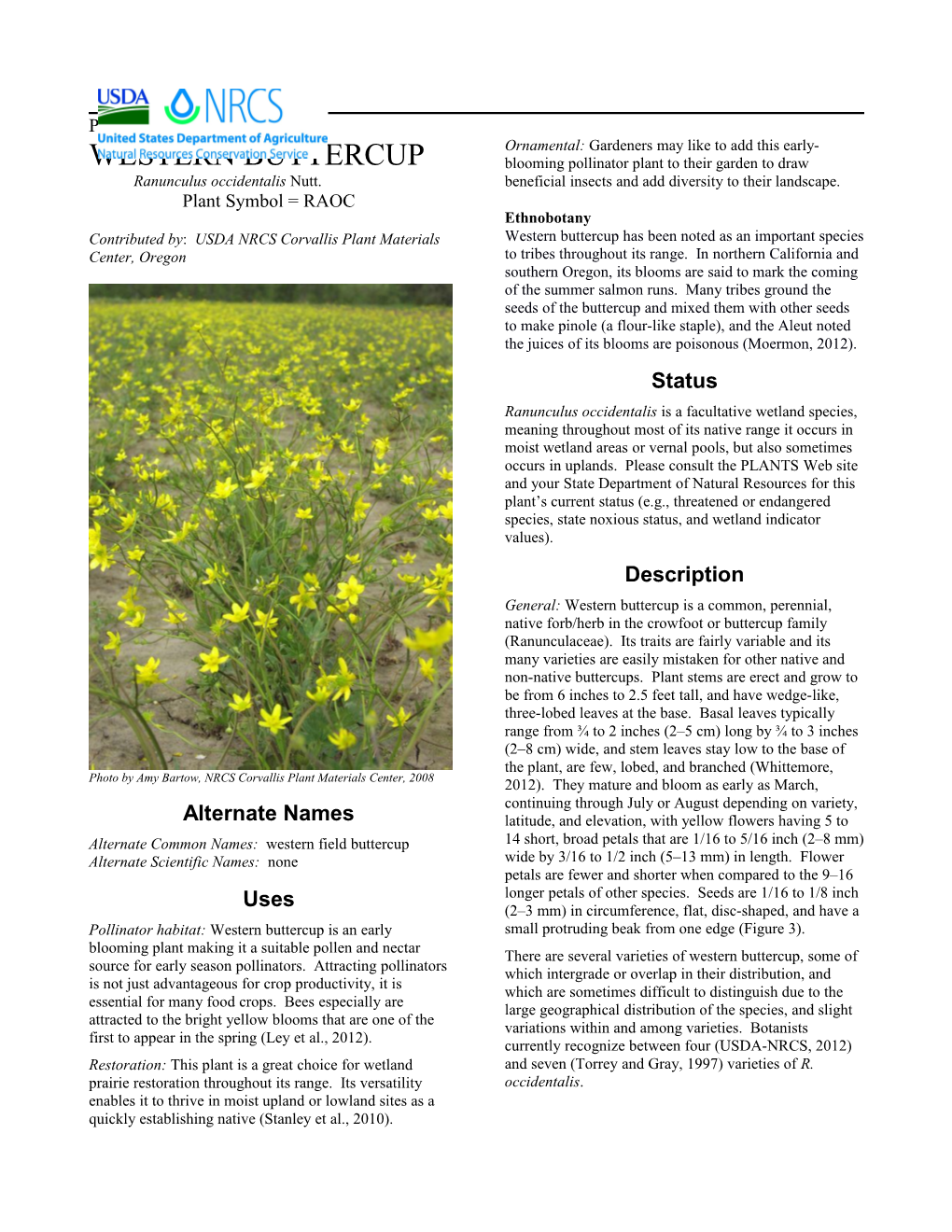 Western Buttercup (Ranunculus Occidentalis) Plant Guide
