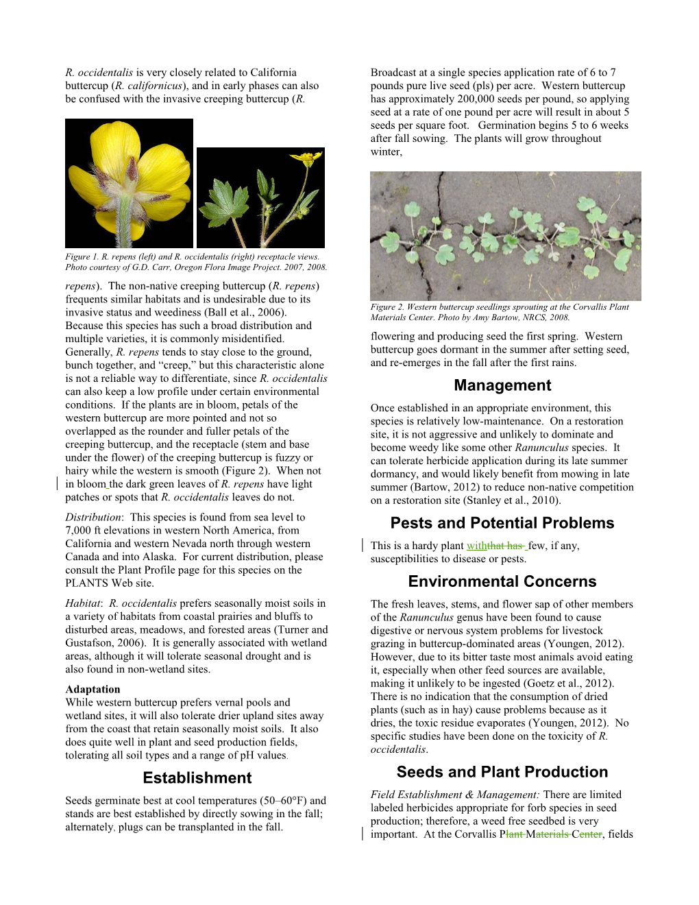 Western Buttercup (Ranunculus Occidentalis) Plant Guide