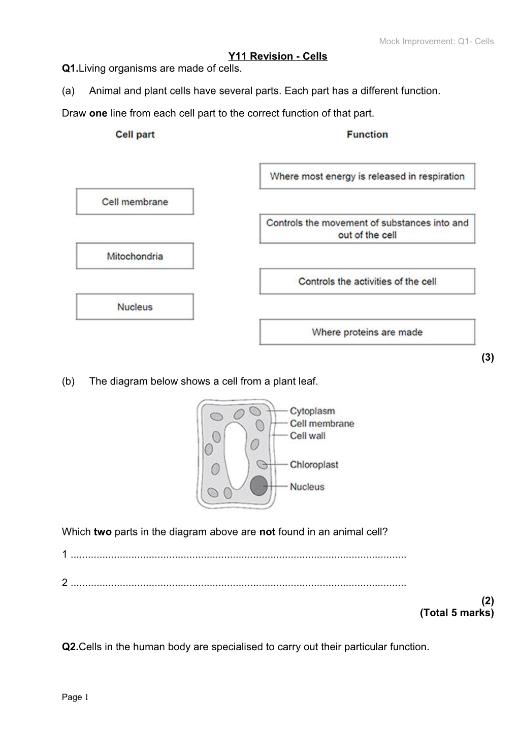 Y11 Revision - Cells