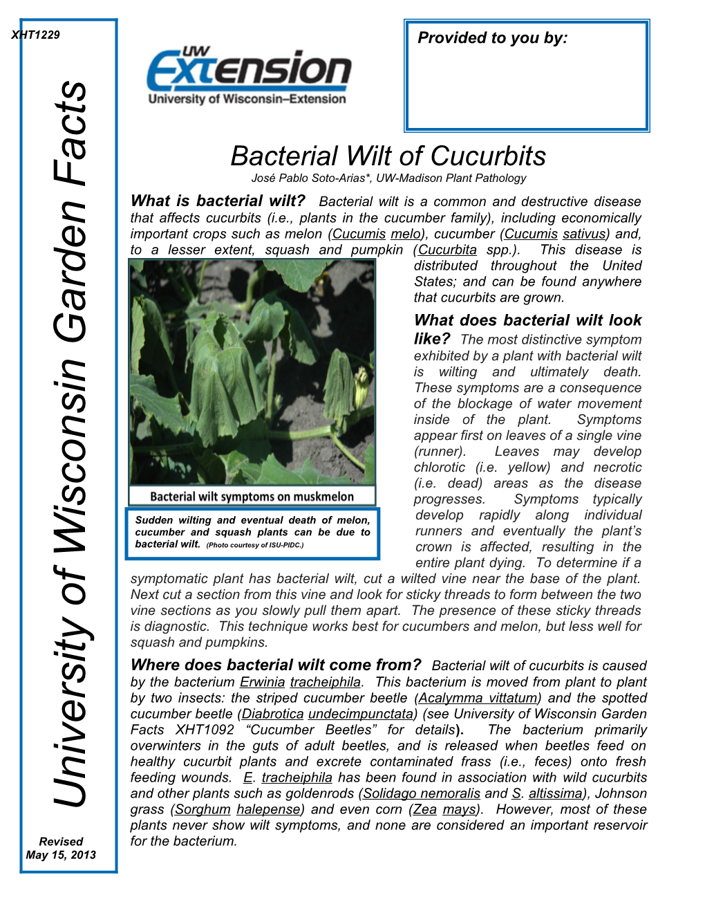 Bacterial Wilt of Cucurbits