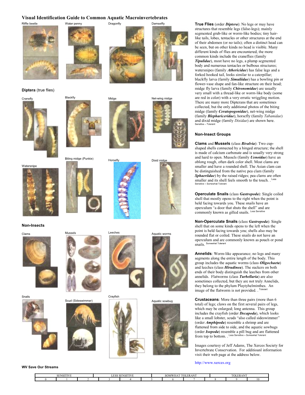 Visual Identification Guide to Common Aquatic Macroinvertebrates