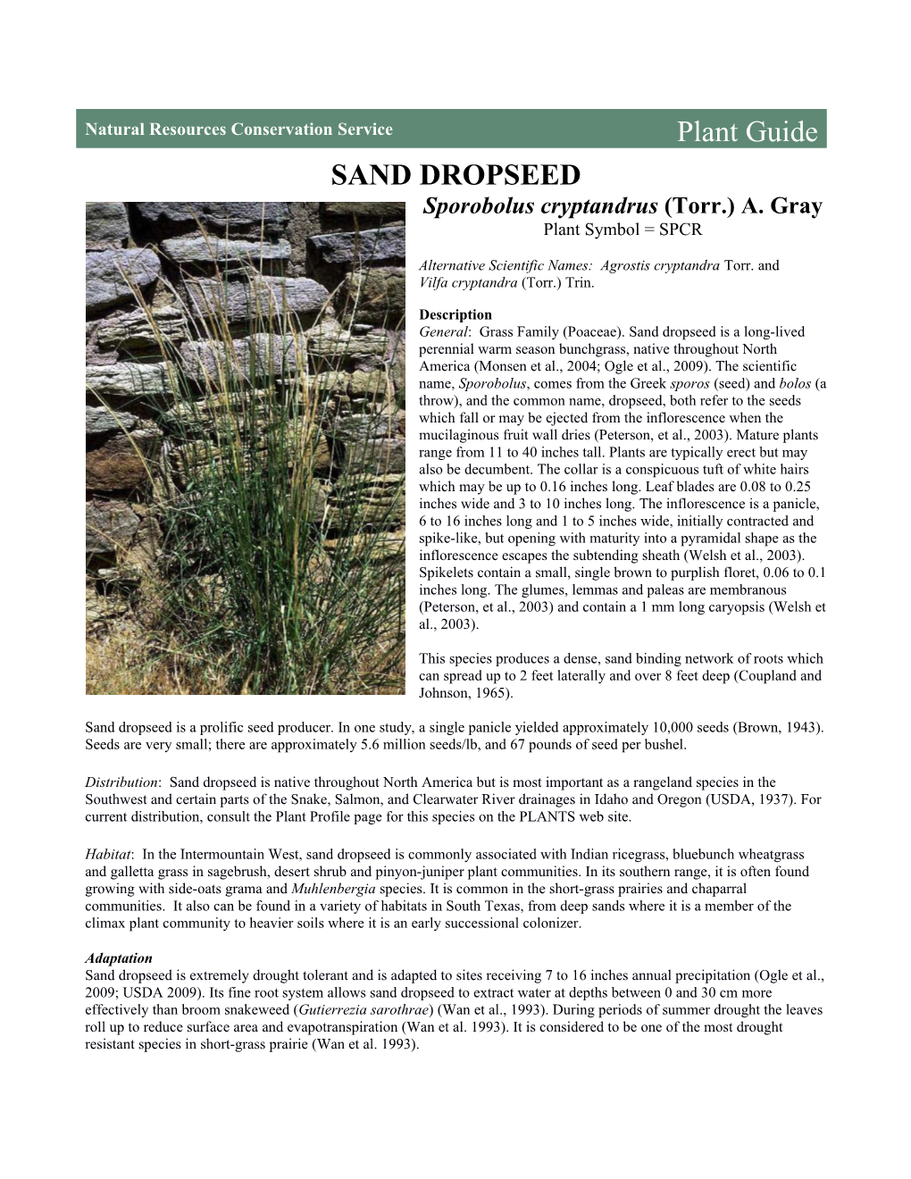 Sand Dropseed (Sporobolus Cryptandrus) Plant Guide