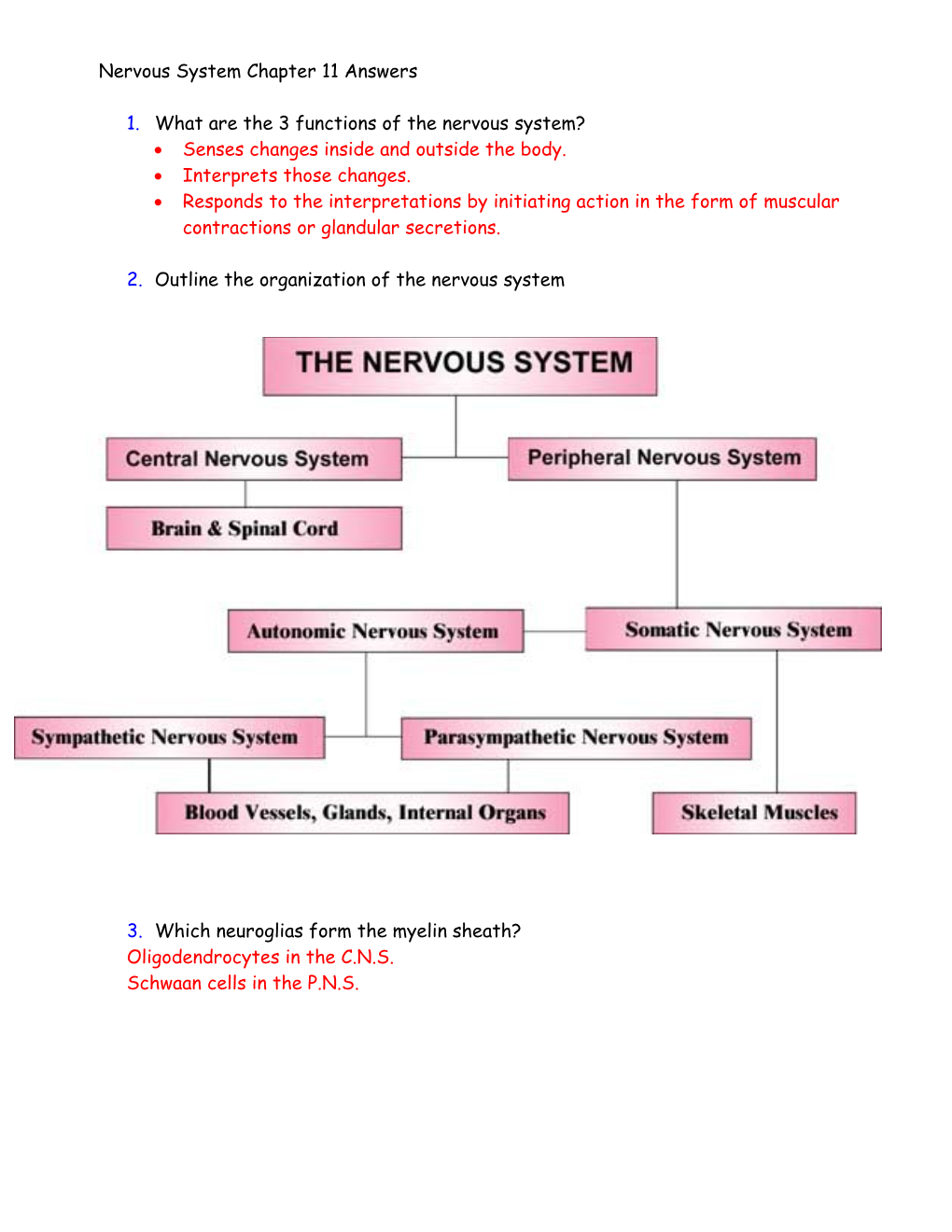 Nervous System Chapter 11 Answers