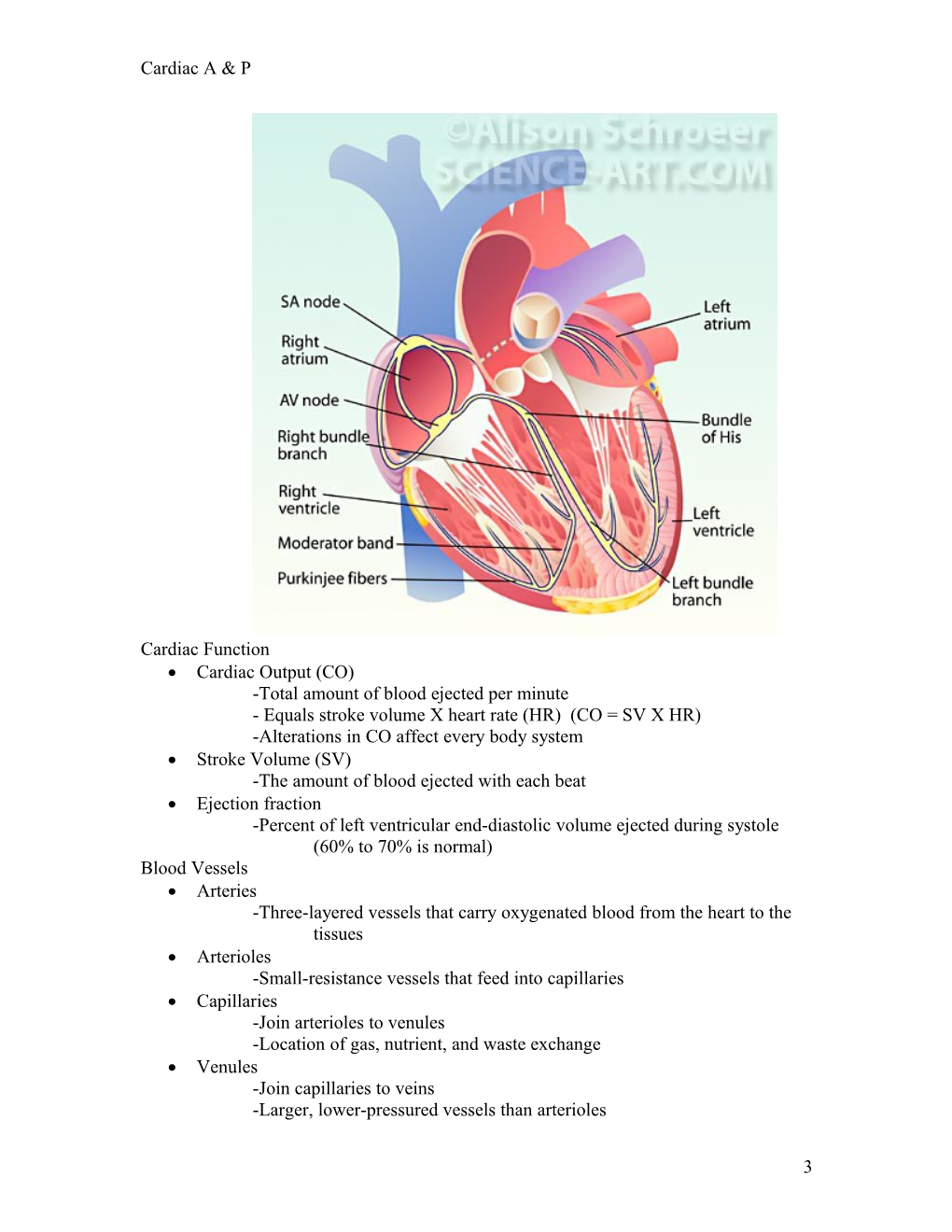 Cardiac Structures