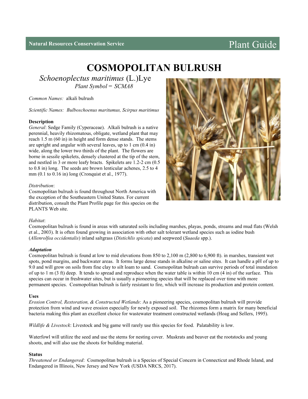 Plant Guide for Cosmopolitan Bulrush (Schoenoplectus Maritimus)