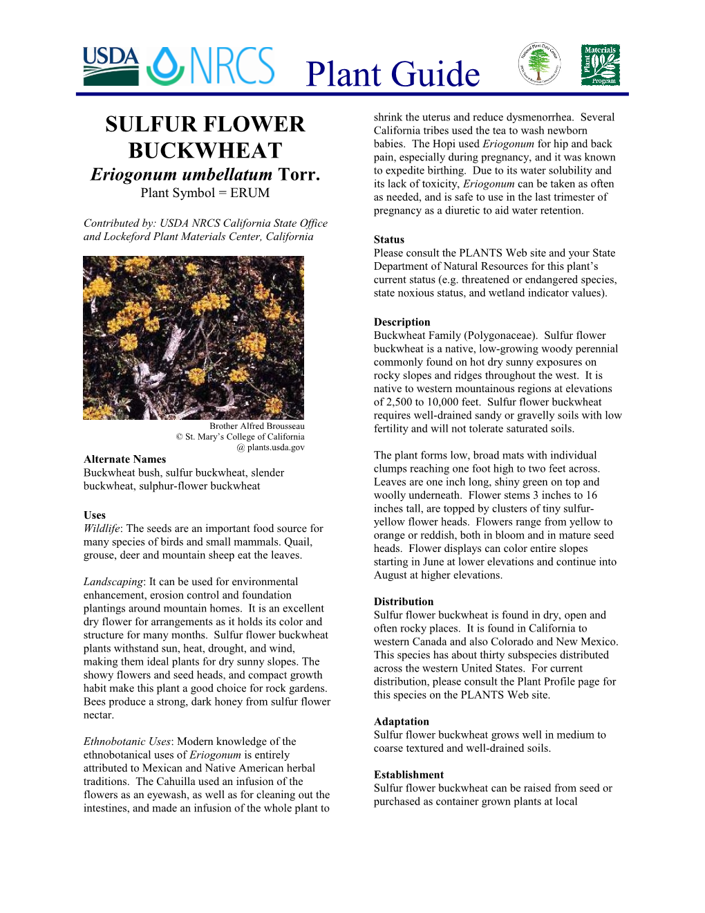 Sulfur Flower Buckwheat