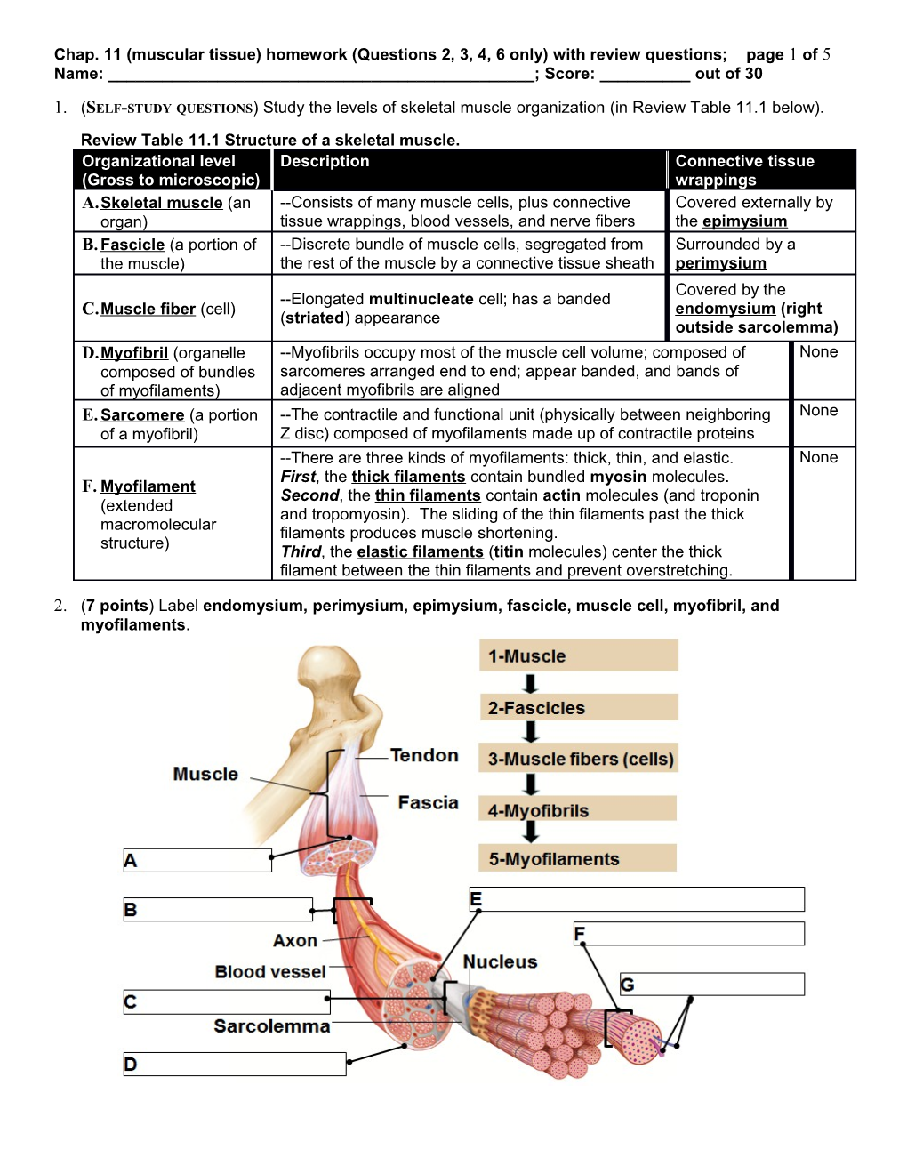 Chap. 11(Muscular Tissue)Homework(Questions 2, 3, 4, 6 Only) with Review Questions; Page