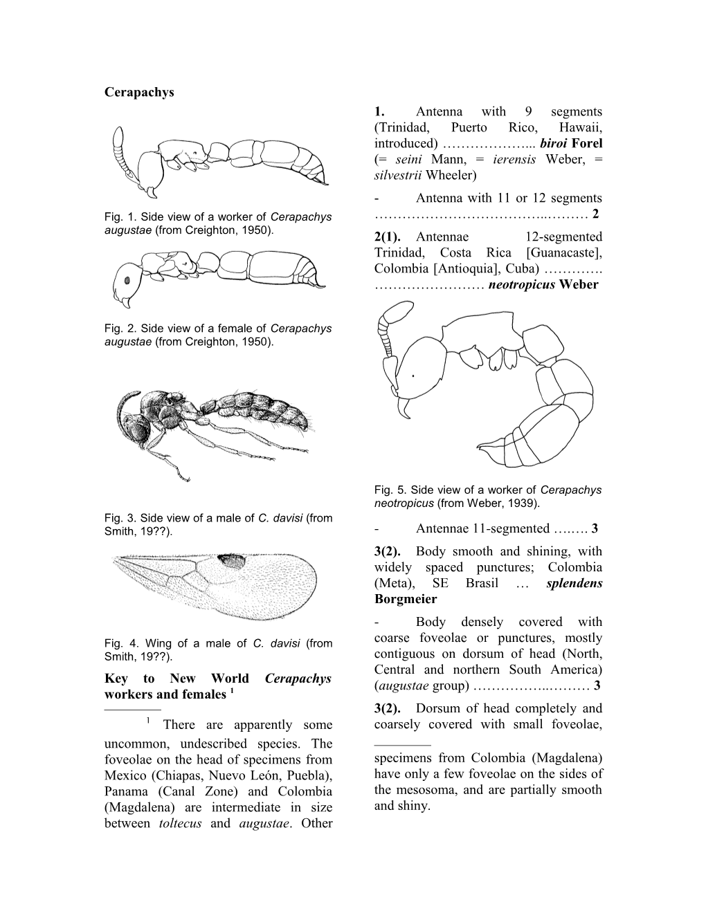 Preliminary Partial Key to New World Cerapachys (Workers)