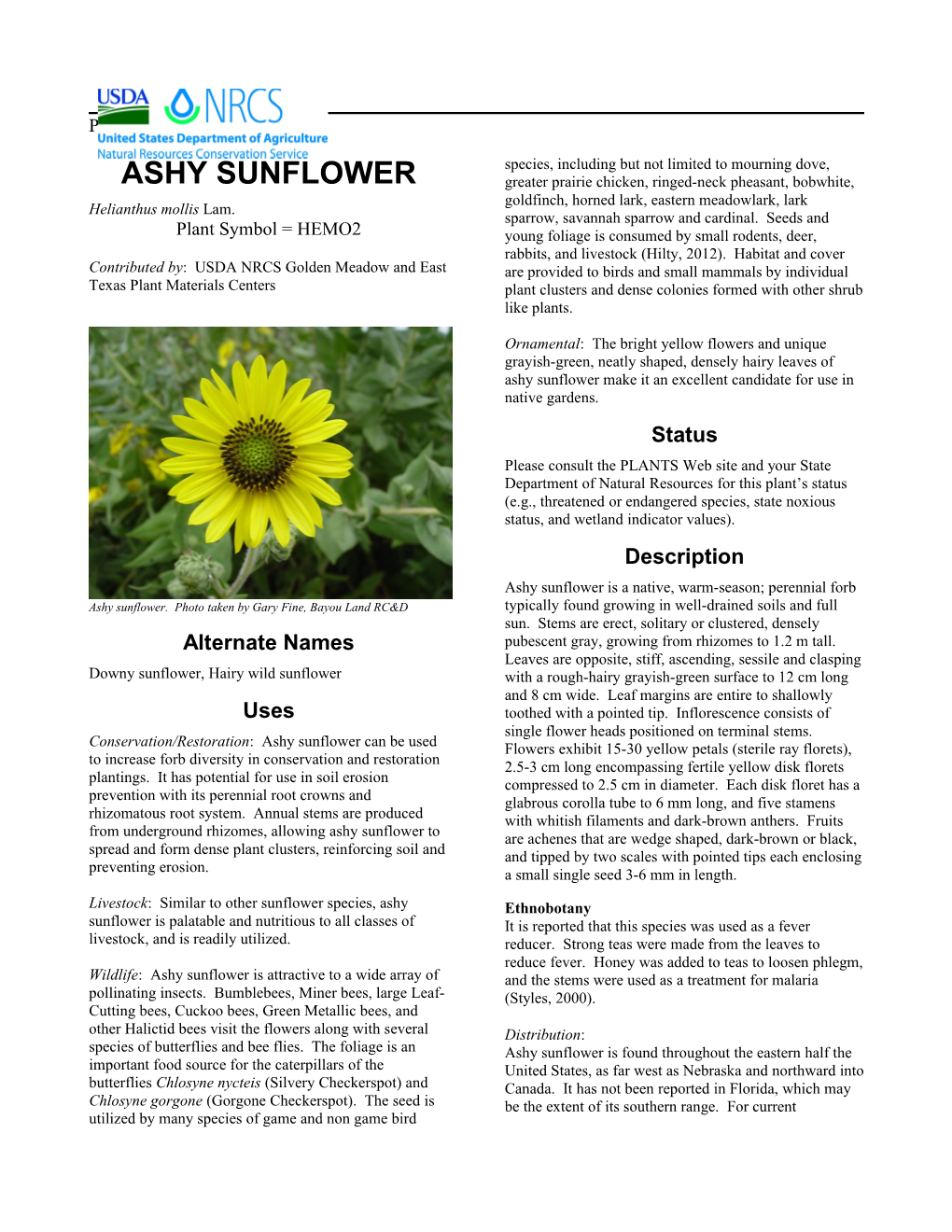 Ashy Sunflower, (Helianthus Mollis Lam.) Plant Guide