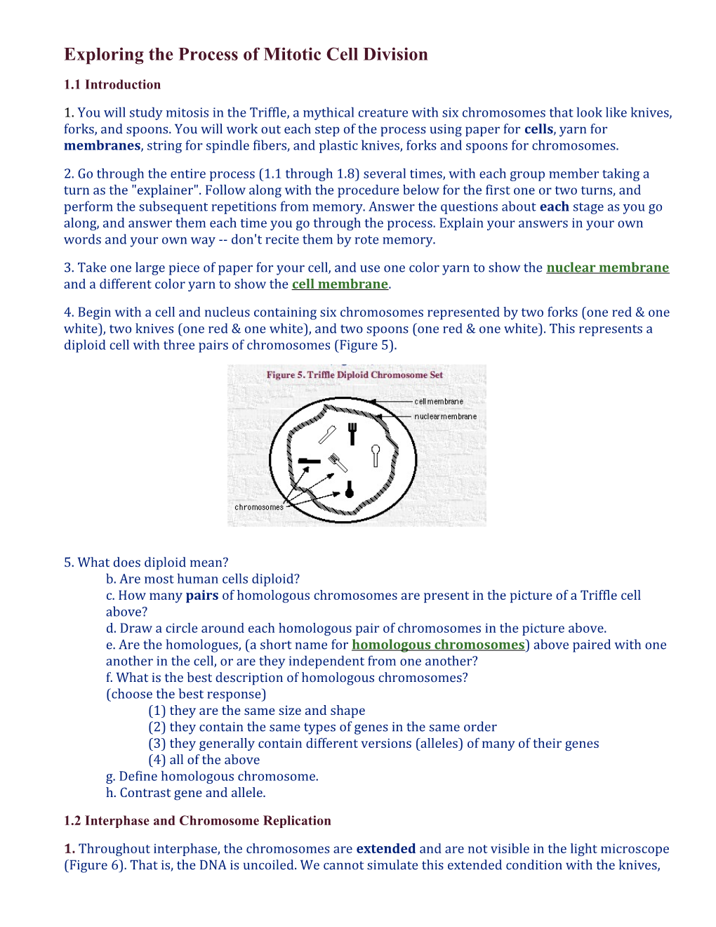 Exploring the Process of Mitotic Cell Division