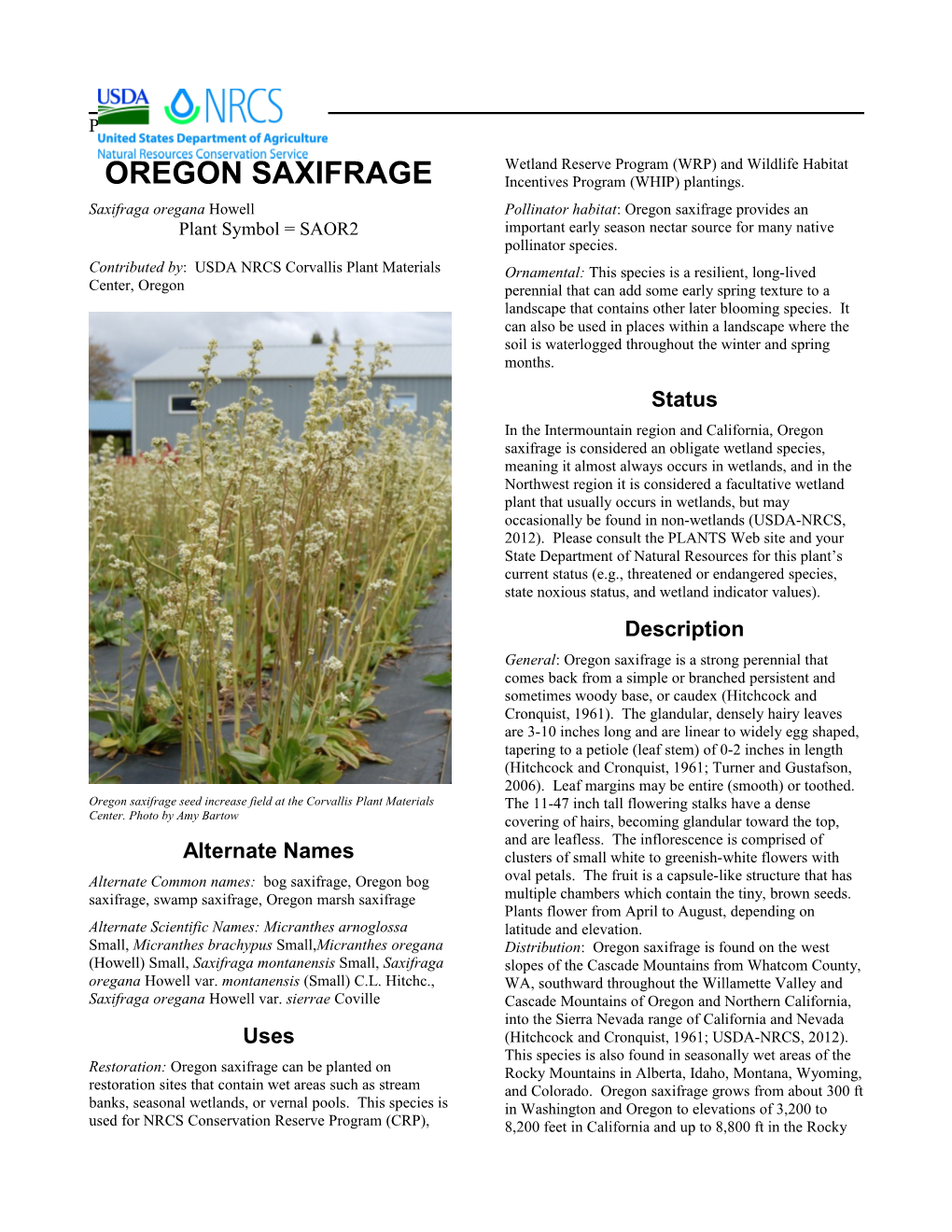 Oregon Saxifrage, Saxifraga Oregana, Oregon Saxifrage (Saxifraga Oregana) Plant Guide