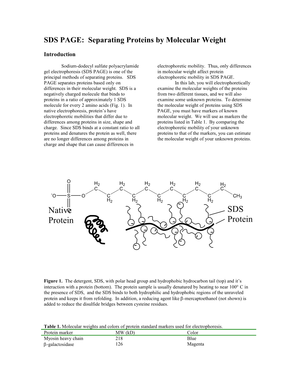 SDS-PAGE: Determination of Protein Molecular Weight