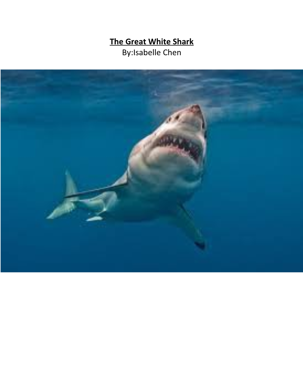 The Great White Shark