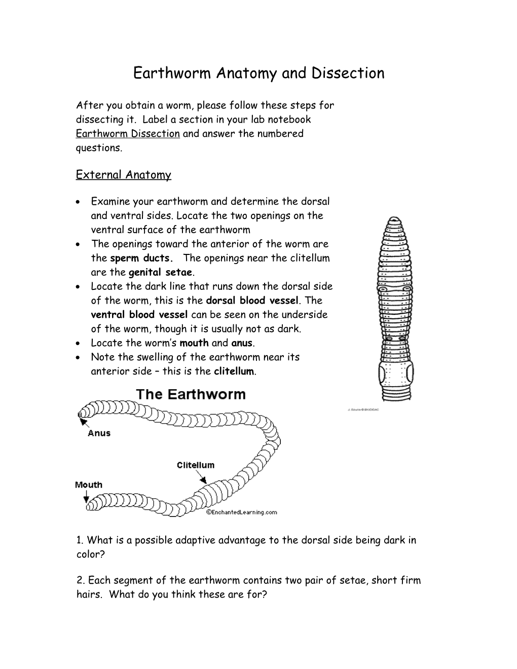Earthworm Anatomy and Dissection