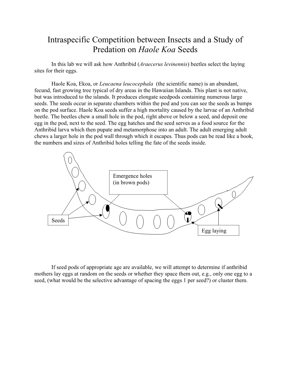 Intraspecific Competition Between Insects and a Study of Predation on Haole Koa Seeds