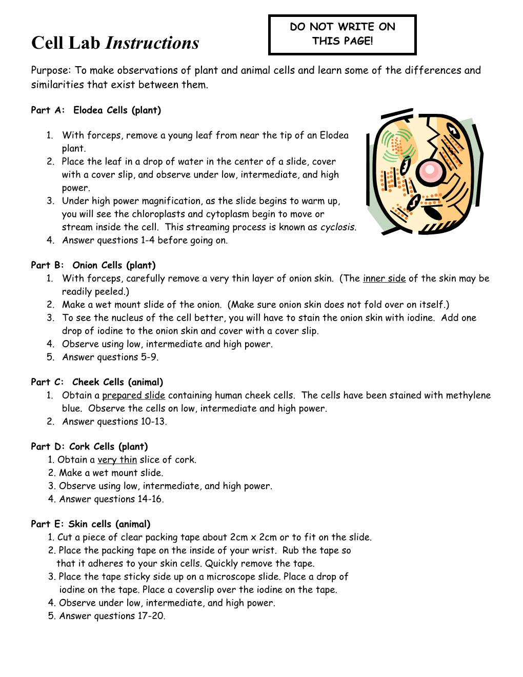 Cell Lab Instructions