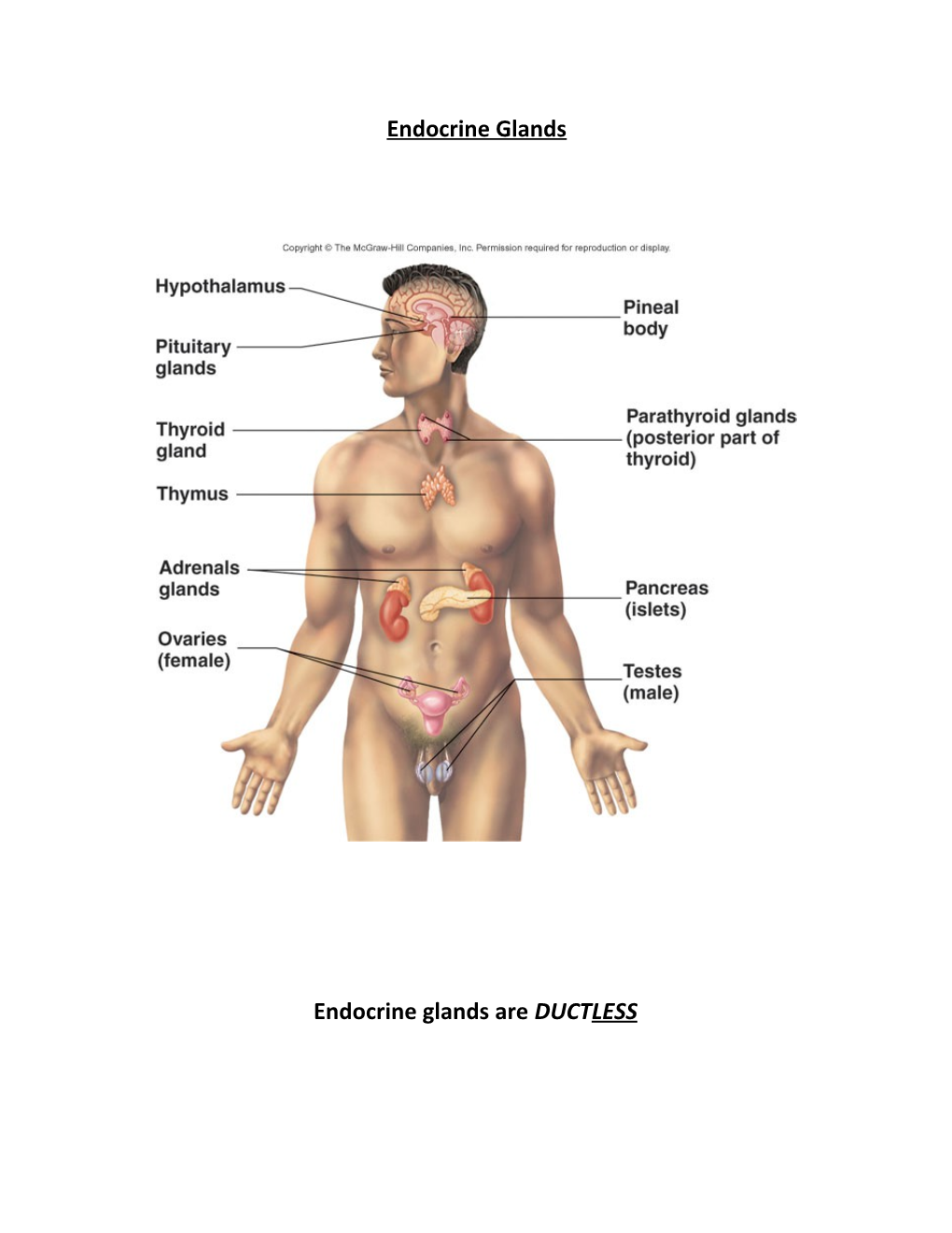 Endocrine Glands Are DUCTLESS