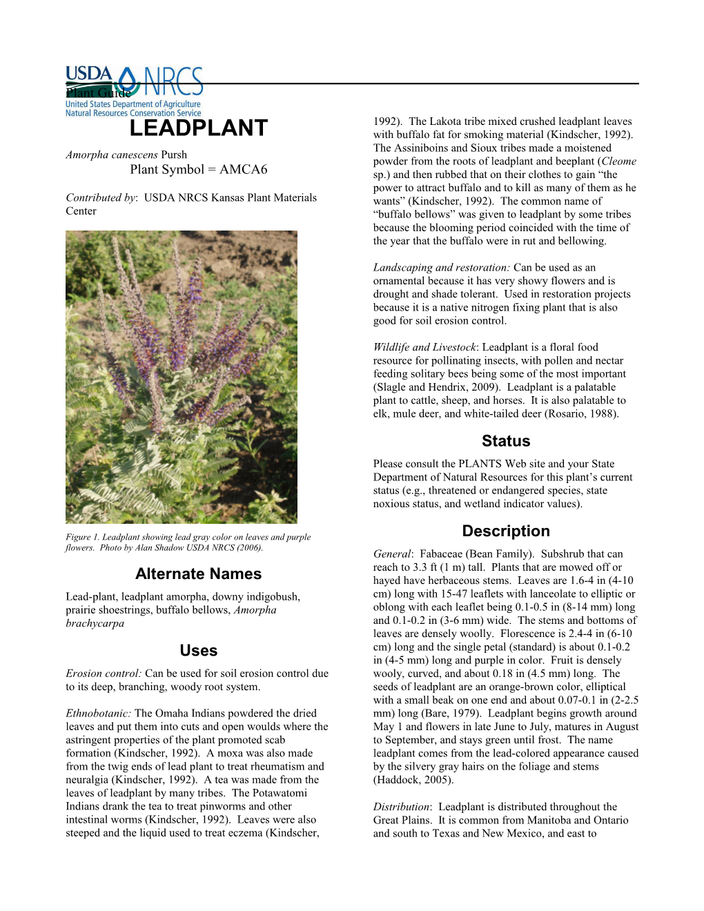 Leadplant, Amorpha Canescens, Plant Guide