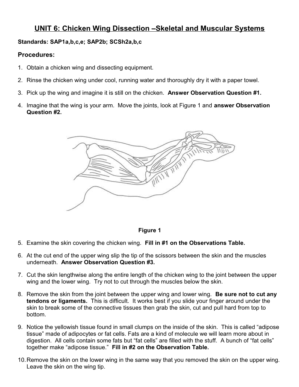 UNIT 6: Chicken Wing Dissection Skeletal and Muscular Systems