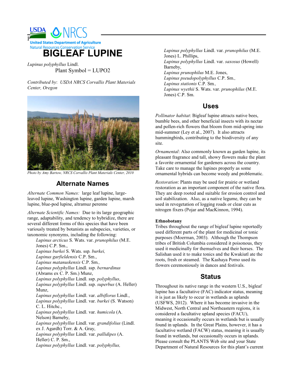 Bigleaf Lupine (Lupinus Polyphyllus) Plant Guide