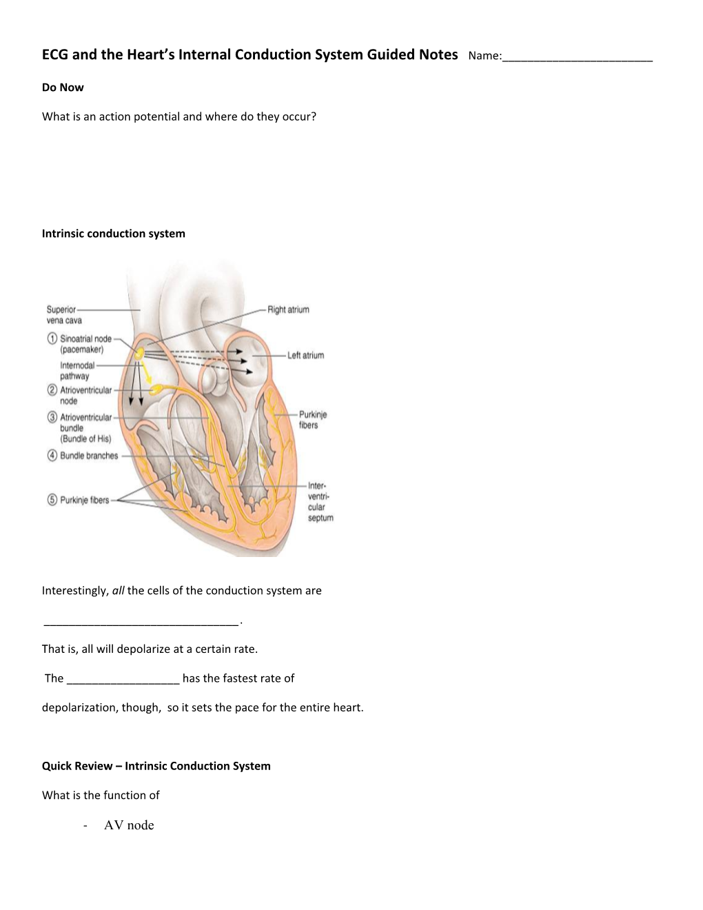 ECG and the Heart S Internal Conduction System Guided Notes Name:______