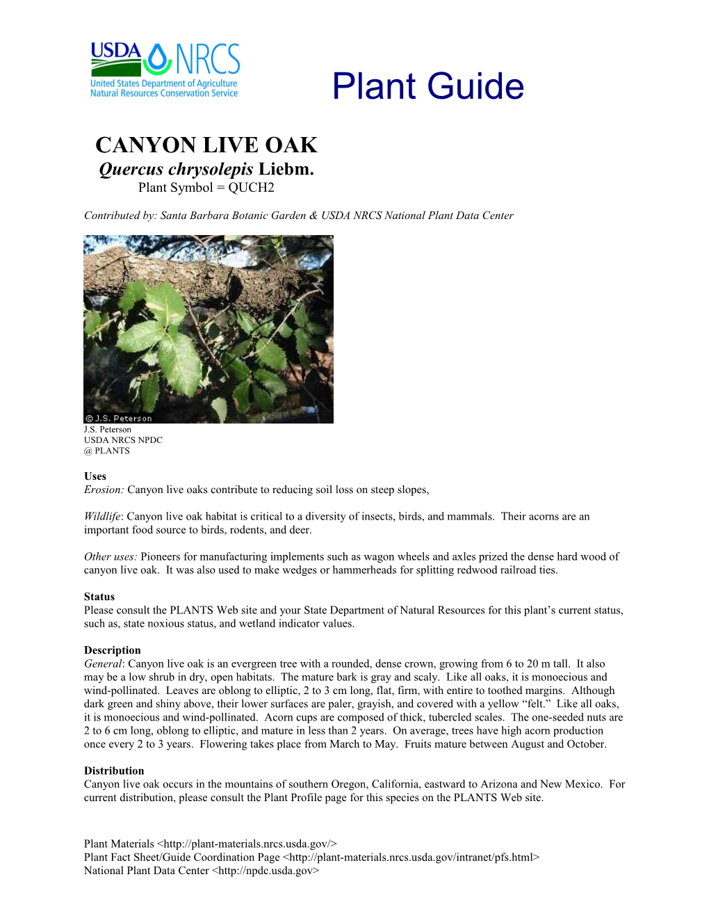 Canyon Live Oak