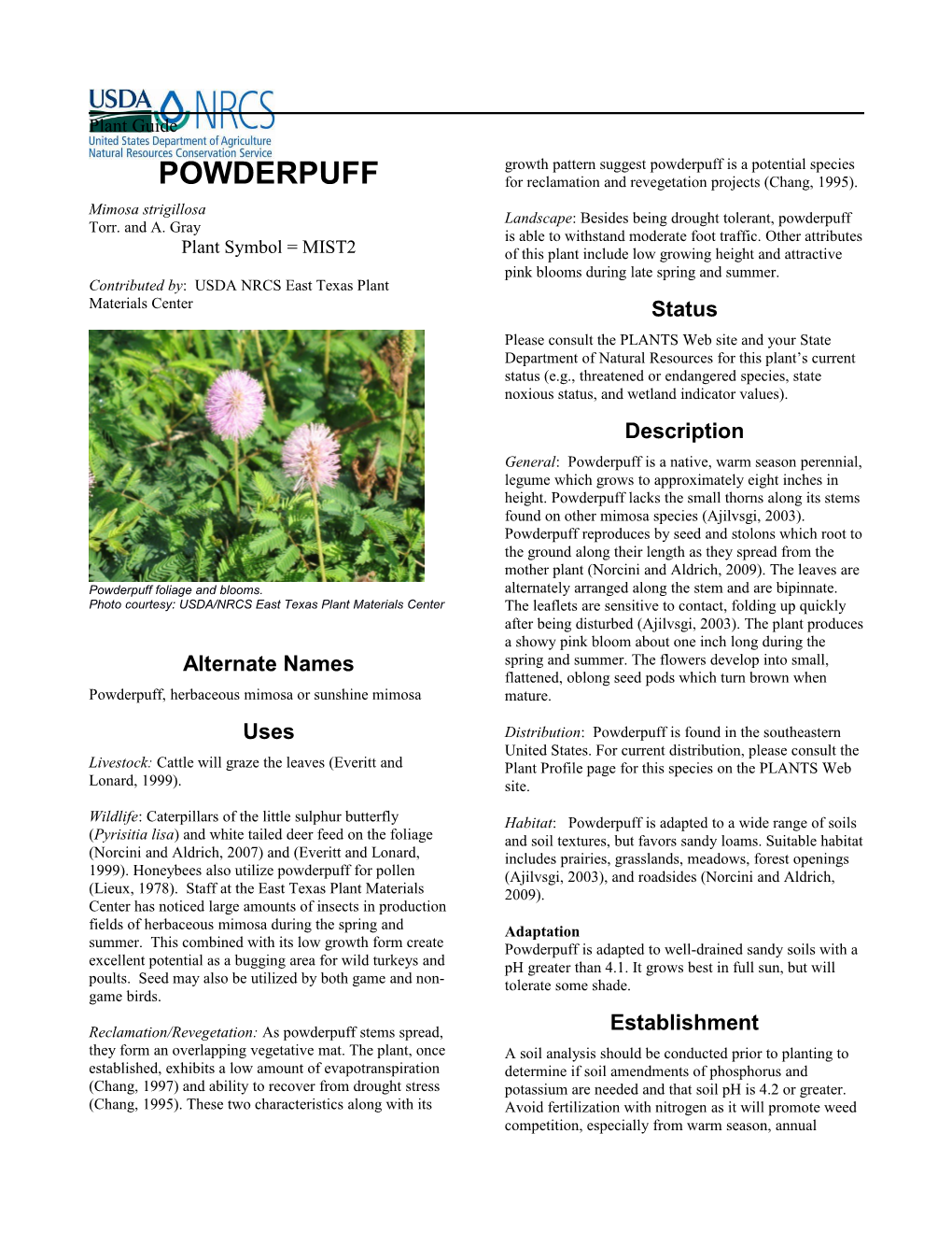 Powderpuff (Mimosa Strigillosa) Plant Guide