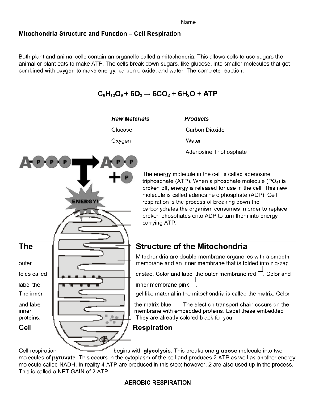Mitochondria Structure and Function Cell Respiration