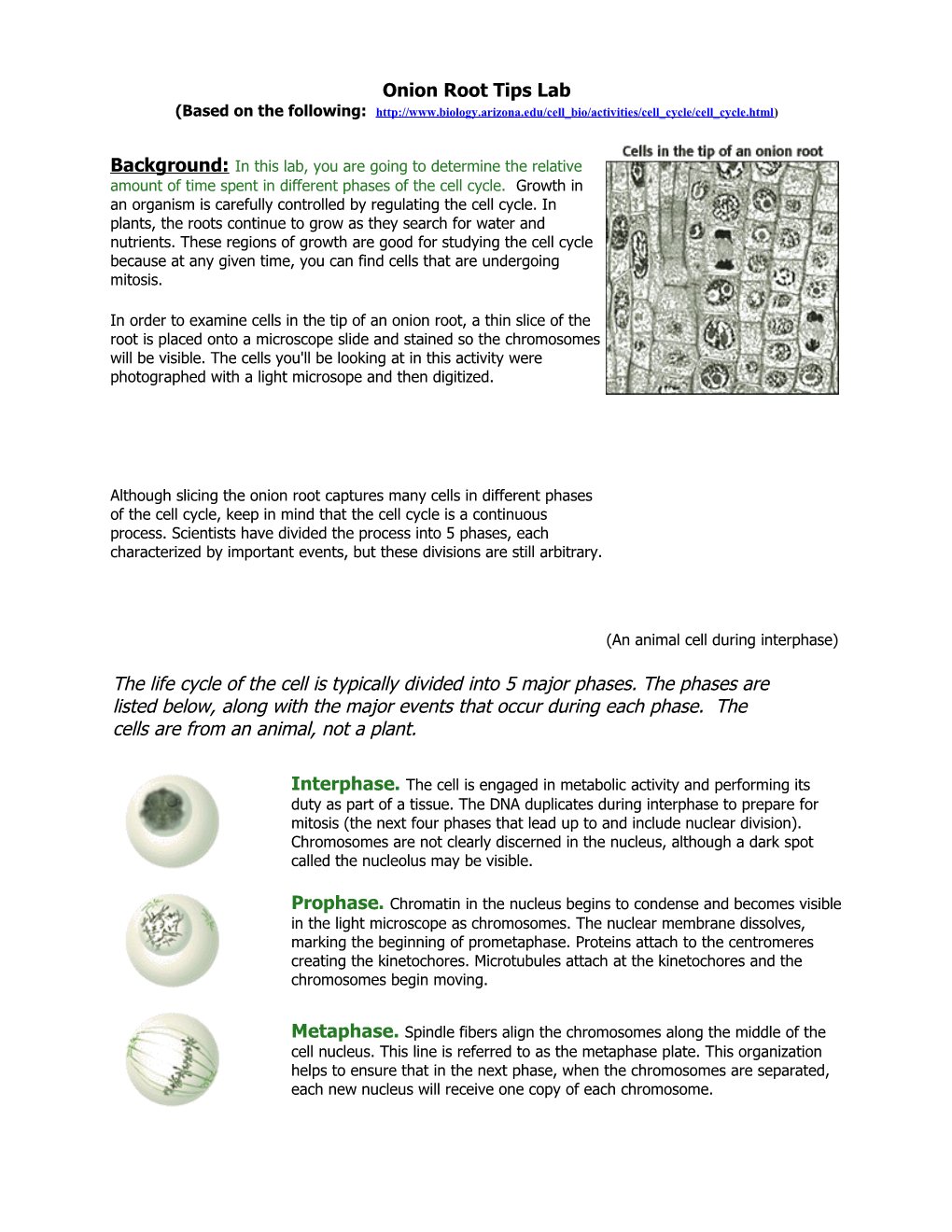 Online Onion Root Tips