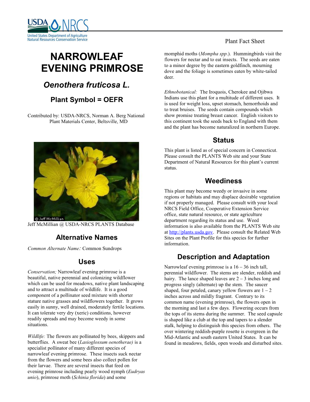 Narrowleaf Evening-Primrose Plant Fact Sheet