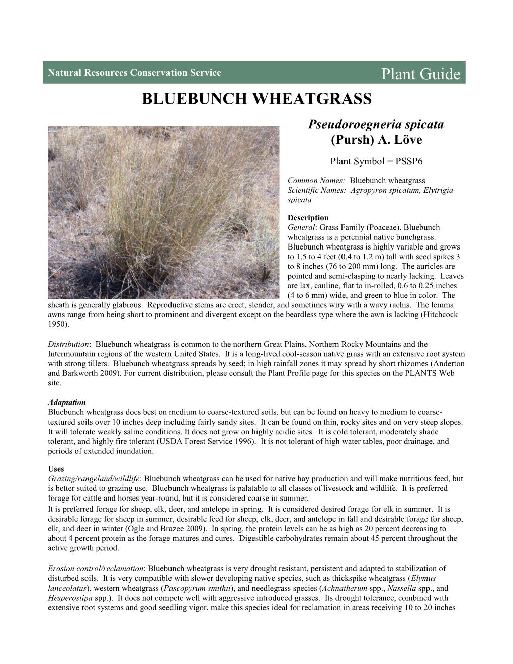 Plant Guide for Bluebunch Wheatgrass (Pseudoroegneria Spicata)