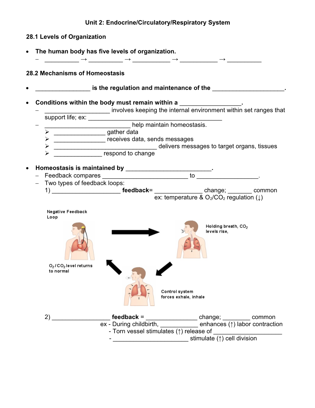 Unit 2: Endocrine/Circulatory/Respiratory System