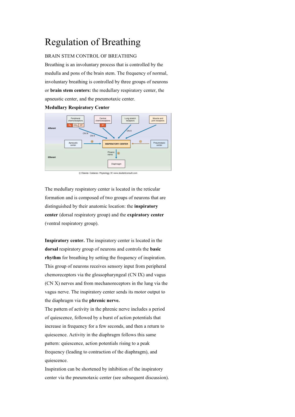 Brain Stem Control of Breathing