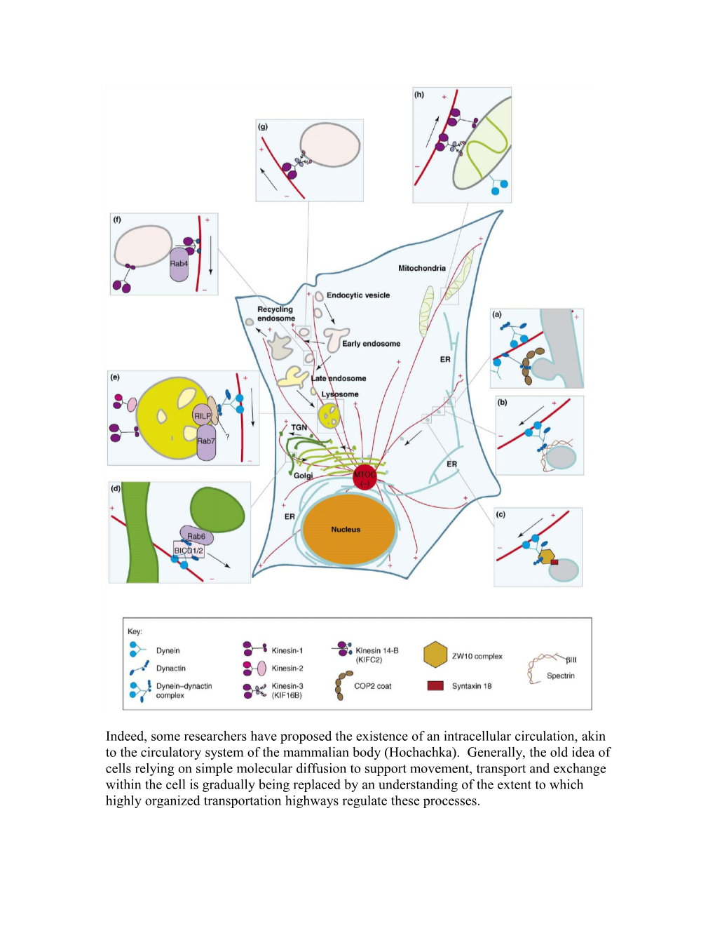 Organization of the Animal Cell