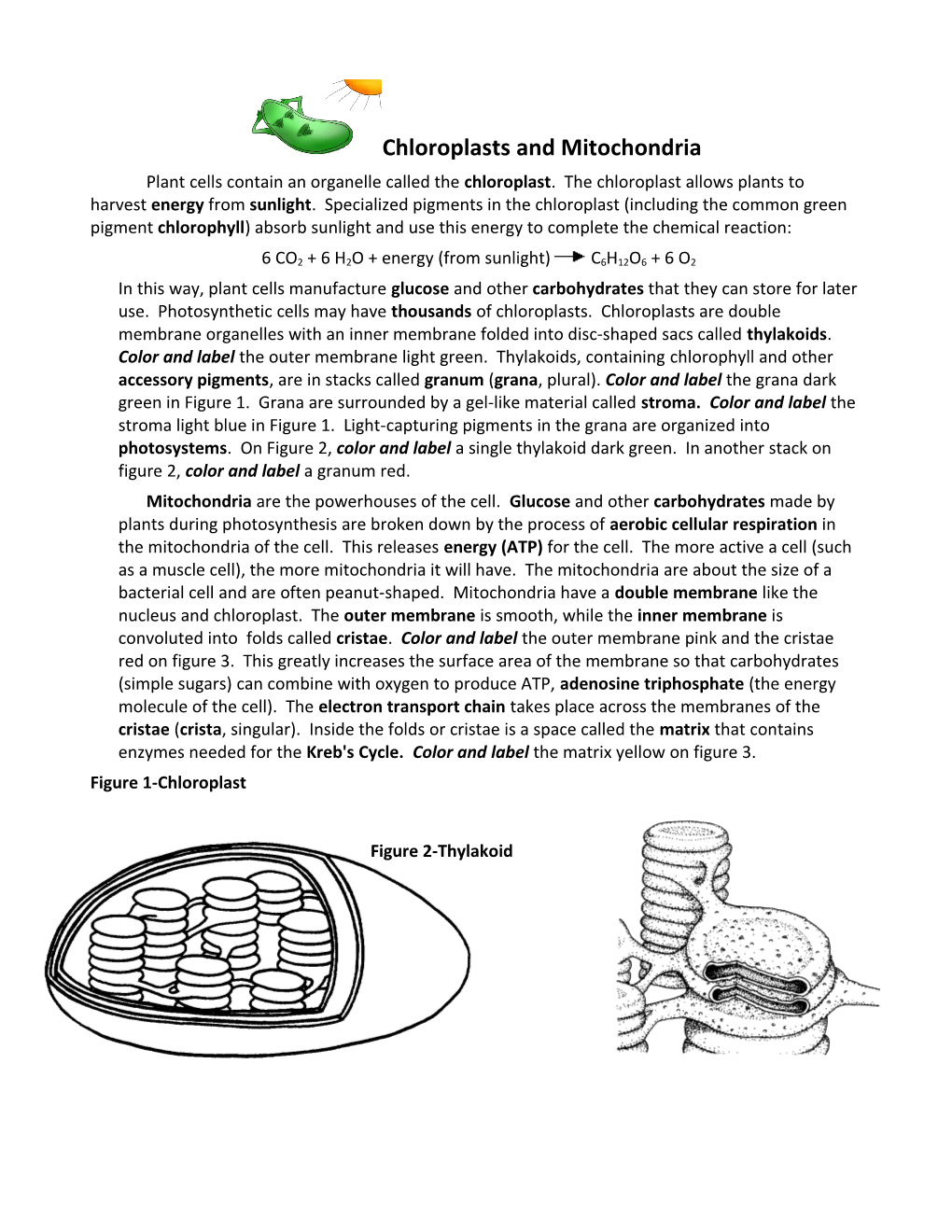 Chloroplasts & Mitochondria Worksheet