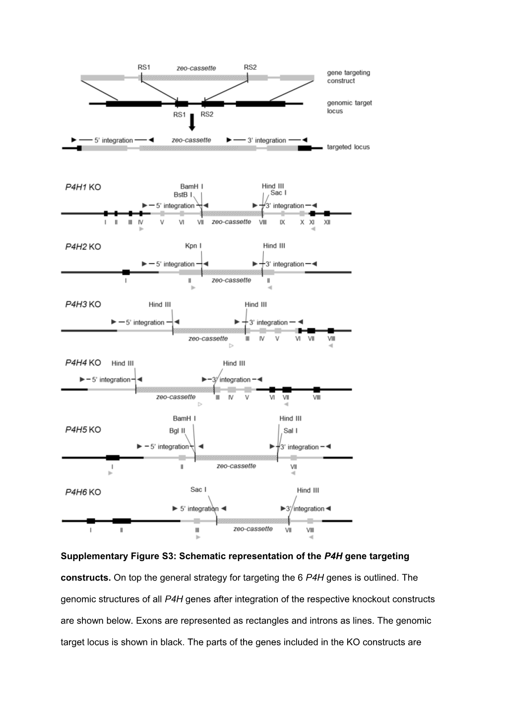 A Gene Responsible for Prolyl-Hydroxylation of Moss-Produced Recombinant Human Erythropoietin