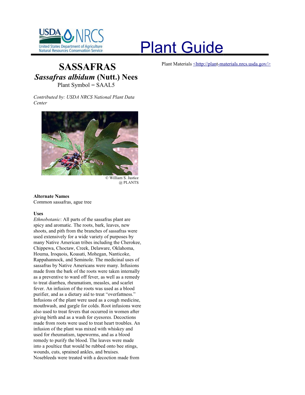 Sassafras (Sassafras Albidum) Plant Guide