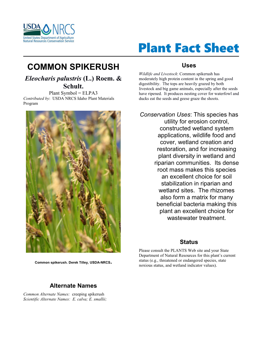 Plant Fact Sheet for Common Spikerush (Eleocharis Palustris)