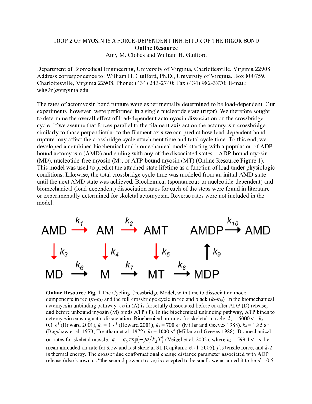 Loop 2 of Myosin Is a Force-Dependent Inhibitor of the Rigor Bond