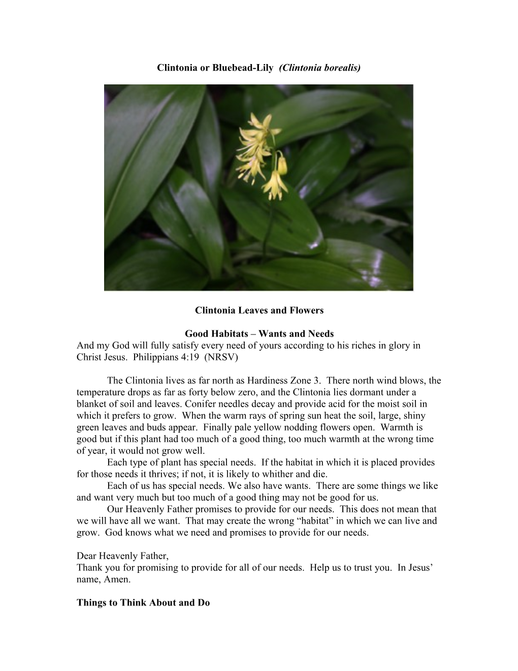 Clintonia Or Bluebead-Lily (Clintonia Borealis)