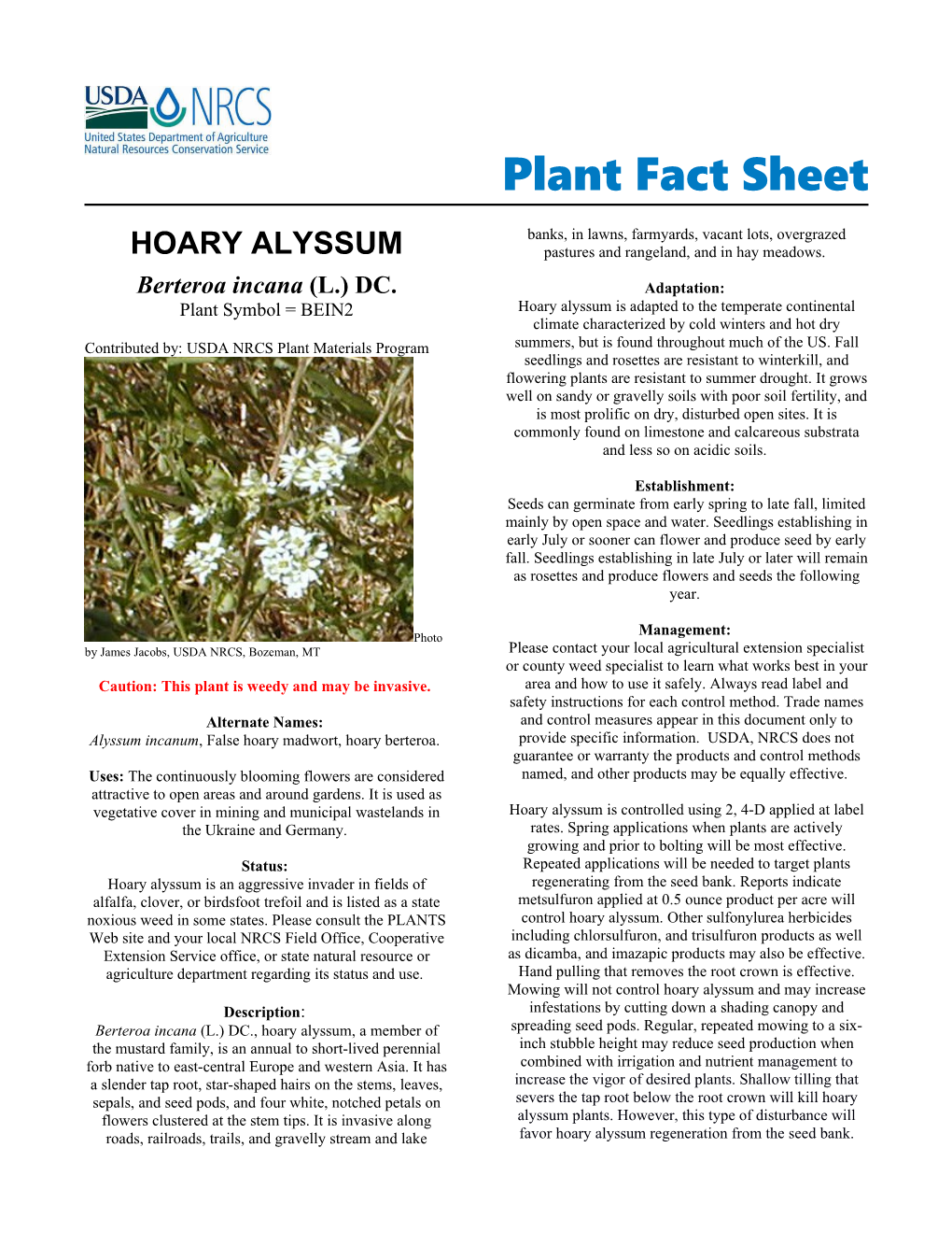 Hoary Alyssum Plant Fact Sheet