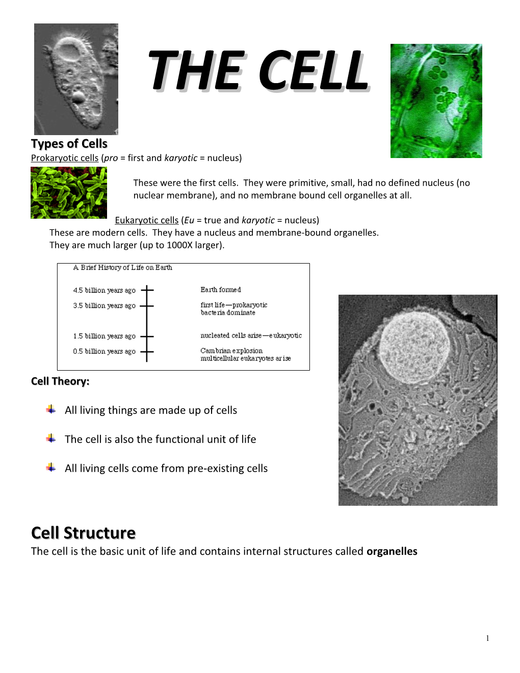 Prokaryotic Cells (Pro = First and Karyotic = Nucleus)