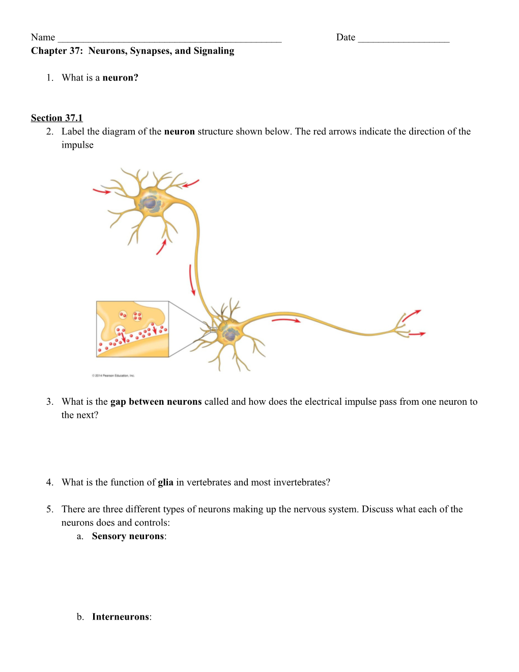 Chapter 37: Neurons, Synapses, and Signaling