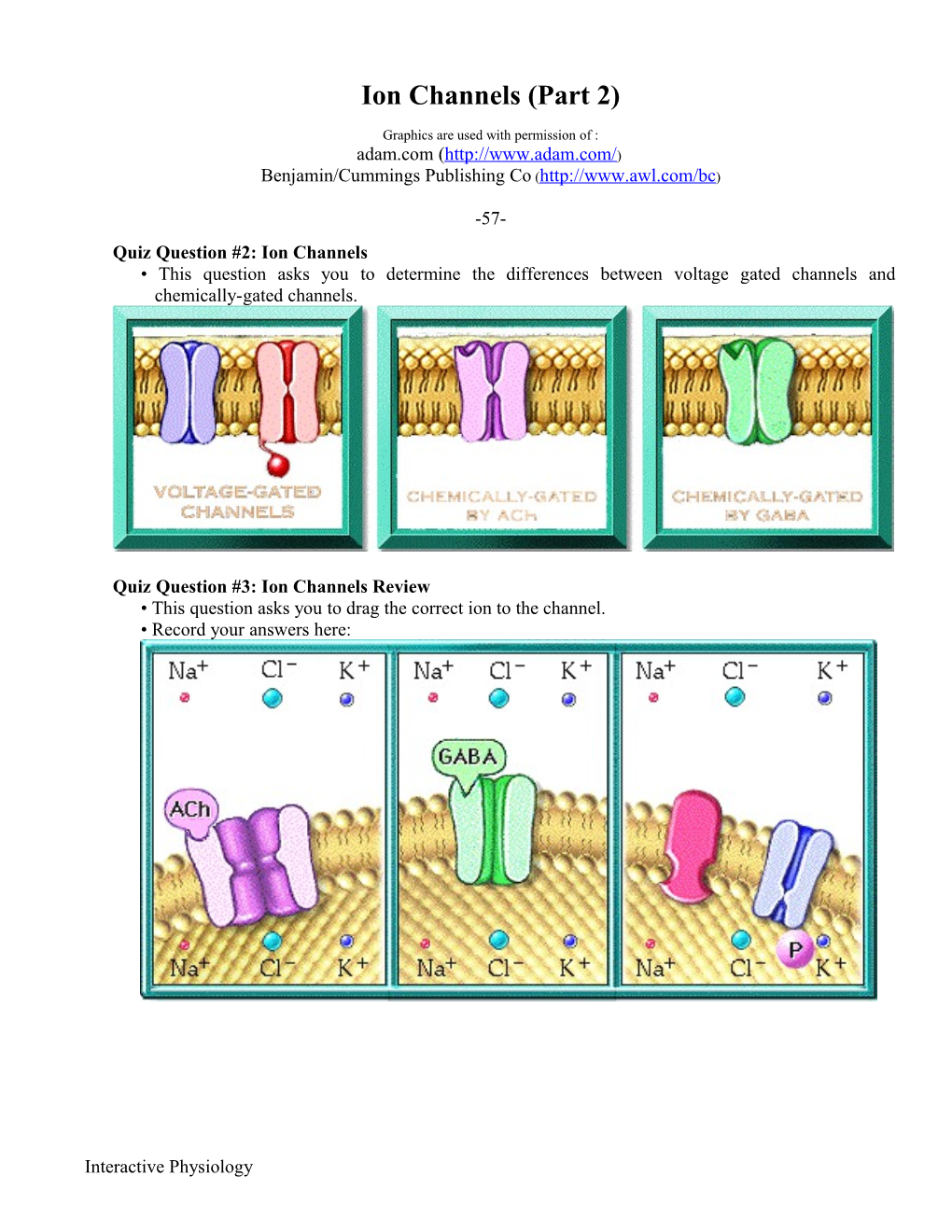 ION Channels (Part II)