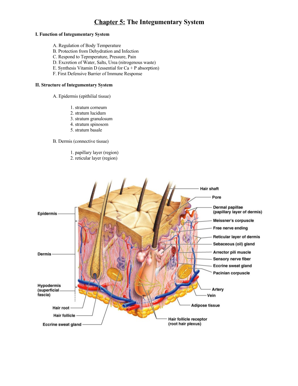 Chapter 5: the Integumentary System