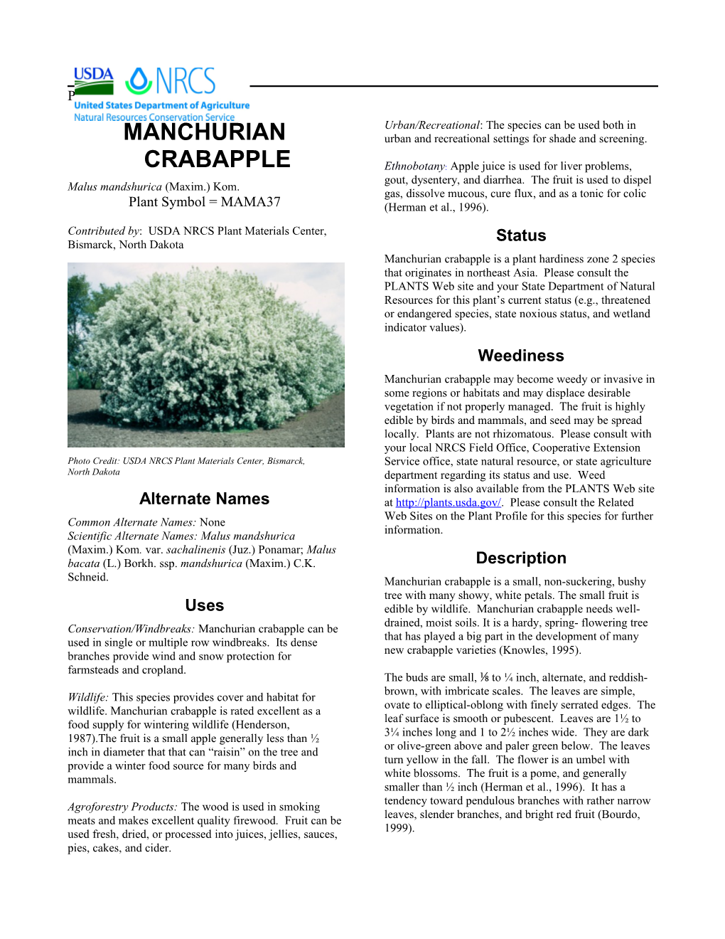 Manchurian Crabapple Malus Mandshurica (Maxim.) Kom. Plant Guide