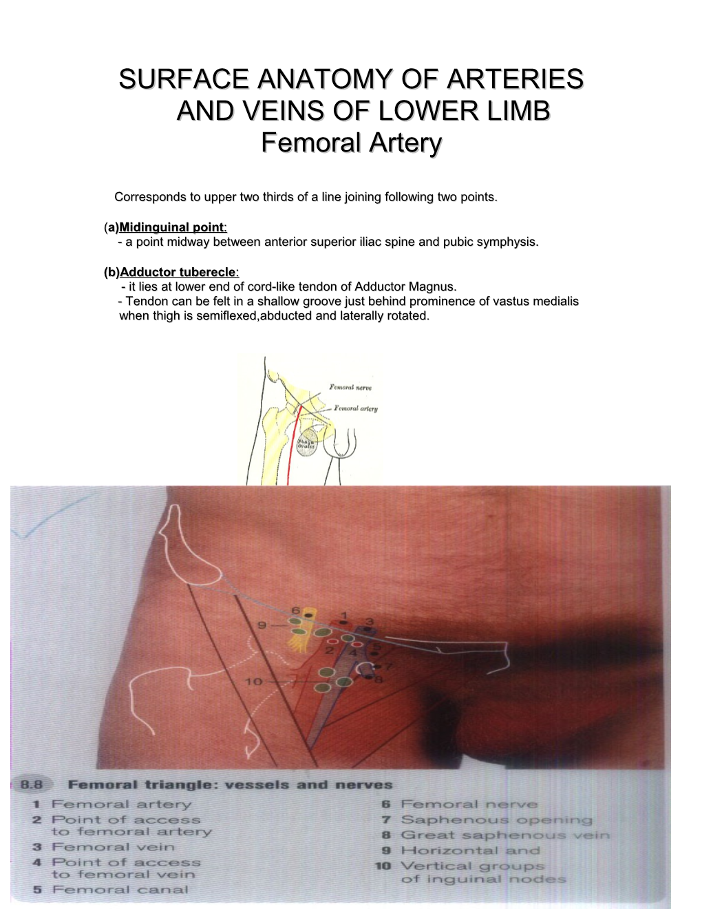 Surface Anatomy of Arteries and Veins of Lower Limb