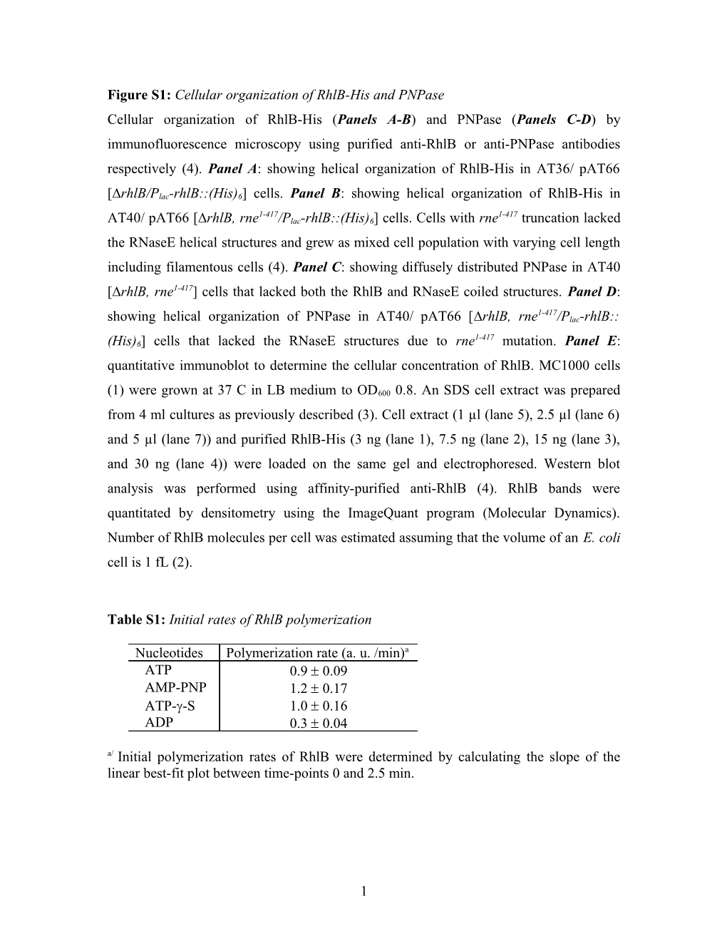 Figure S1: Cellular Organization of Rhlb-His and Pnpase