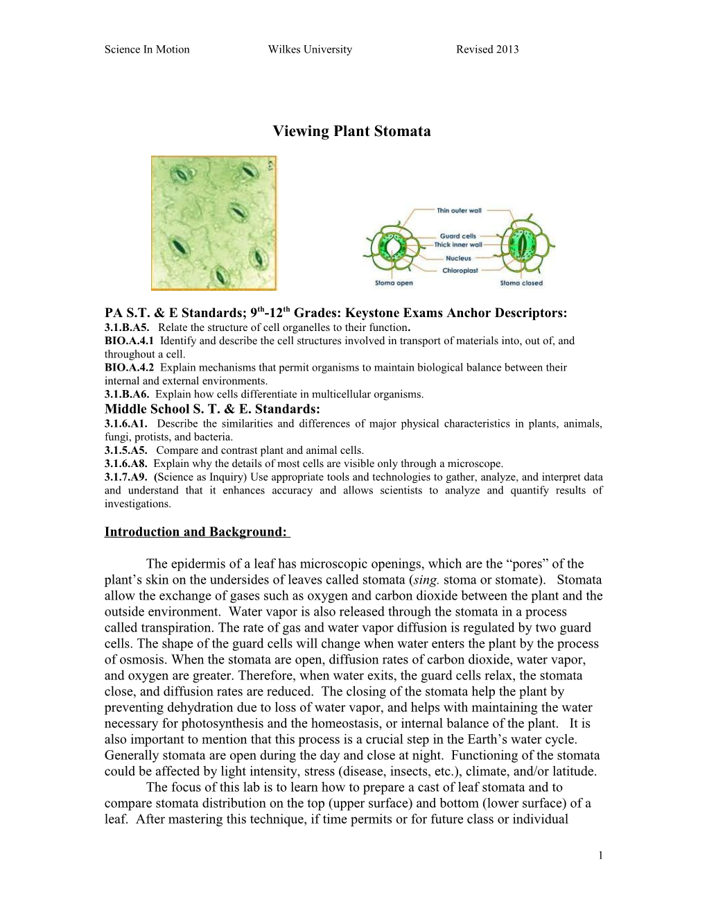 Viewing Plant Stomata